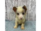 Cardigan Welsh Corgi Puppy for sale in Peebles, OH, USA