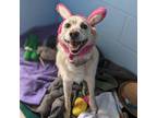 Adopt Lucy a Spitz