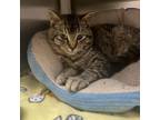 Adopt Etna a Domestic Short Hair