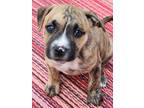 Adopt Rosebud a Pit Bull Terrier