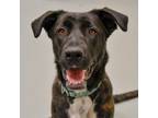 Adopt Sammy a Mixed Breed