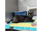 Adopt India a Domestic Short Hair