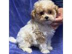 Poodle (Toy) Puppy for sale in Arlington, VA, USA