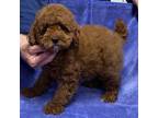 Poodle (Toy) Puppy for sale in Arlington, VA, USA