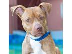 Adopt COCOA a Pit Bull Terrier, Mixed Breed