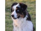 Australian Shepherd Puppy for sale in Evant, TX, USA