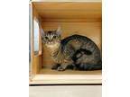 Adopt ISADORA a Domestic Short Hair