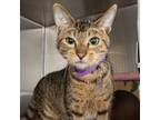 Adopt SUGAR a Domestic Short Hair