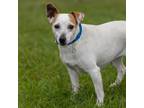 Adopt PERSIMMON a Parson Russell Terrier