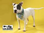 Adopt VALKYRIE a Pit Bull Terrier, Mixed Breed