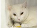 Adopt HEAVEN a Domestic Short Hair