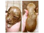 Dachshund Puppy for sale in Hattiesburg, MS, USA