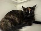 Adopt LADY BELL a Domestic Medium Hair