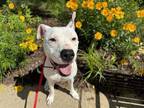 Adopt TILLY a Pit Bull Terrier, Mixed Breed