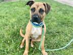 Adopt GG a Black Mouth Cur