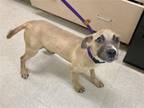 Adopt CHILLY PEPPER a Black Mouth Cur, Mixed Breed