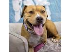 Adopt Rosalee a Pit Bull Terrier, American Staffordshire Terrier