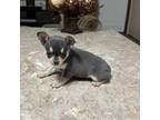 Chihuahua Puppy for sale in Marion, TX, USA