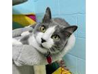 Adopt Ciabatta a Domestic Short Hair