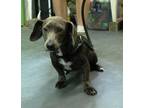 Adopt Stumpy a Dachshund, Mixed Breed