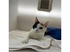 Adopt PANCAKE a Domestic Short Hair