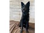 Adopt STEVIE a Border Collie, Mixed Breed