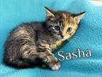 Adopt Sasha a Domestic Short Hair