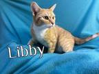 Adopt Libby a Domestic Short Hair