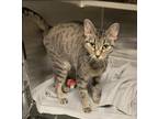 Adopt Bethany a Domestic Short Hair