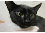 Adopt Morgan a Domestic Short Hair