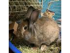 Adopt Hippity Hoppity Bippity Boppity a Bunny Rabbit