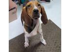 Adopt Hollywood 24-0293 a Treeing Walker Coonhound