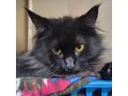 Adopt Milly 24-0047 a Domestic Long Hair