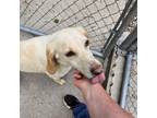 Adopt Sunshine 24-0309 a Hound, Yellow Labrador Retriever
