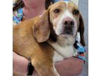 Adopt Coupon 24-0299 a Beagle