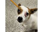 Adopt 55946061 a Terrier, Mixed Breed