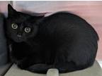 Adopt FOREST a Domestic Short Hair