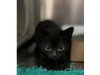 Adopt OPAL a Domestic Short Hair