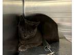 Adopt CHURCH a Domestic Short Hair