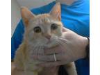 Adopt KIRBY a Domestic Short Hair