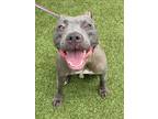 Adopt KYRA a Pit Bull Terrier