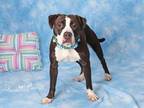 Adopt JULIANA a Boxer, Mixed Breed