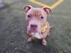 Adopt ZELDA a Pit Bull Terrier, Mixed Breed