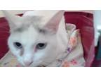 Adopt LAVENDER a Domestic Short Hair