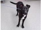 Adopt LASSIE a Labrador Retriever, Mixed Breed