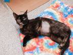 Adopt IRIS a Domestic Short Hair