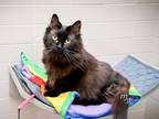 Adopt CANDLE a Domestic Medium Hair, Domestic Short Hair