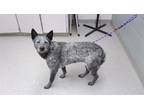 Adopt NUTMEG a Australian Cattle Dog / Blue Heeler, Mixed Breed