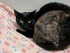 Adopt MACY a Domestic Short Hair