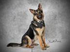 Adopt LOU a German Shepherd Dog, Mixed Breed